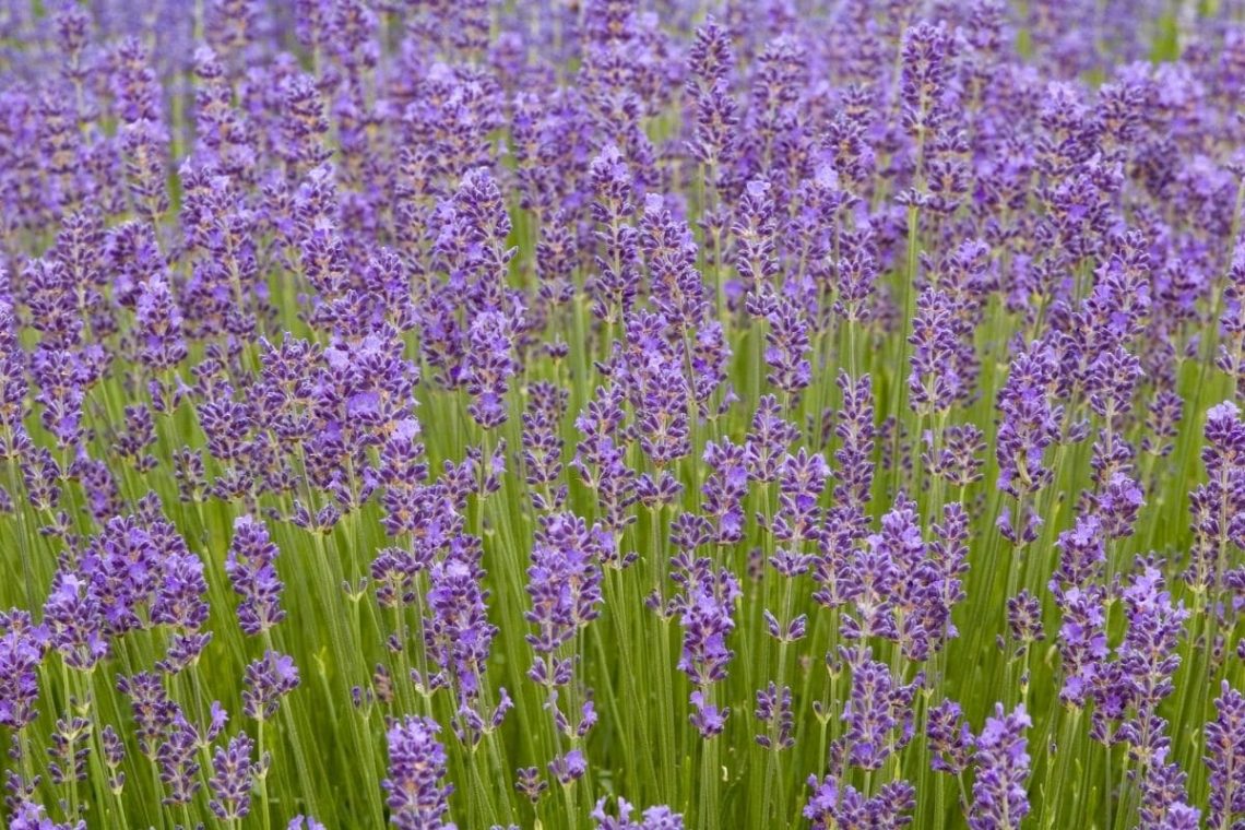 Lavendel Munstead