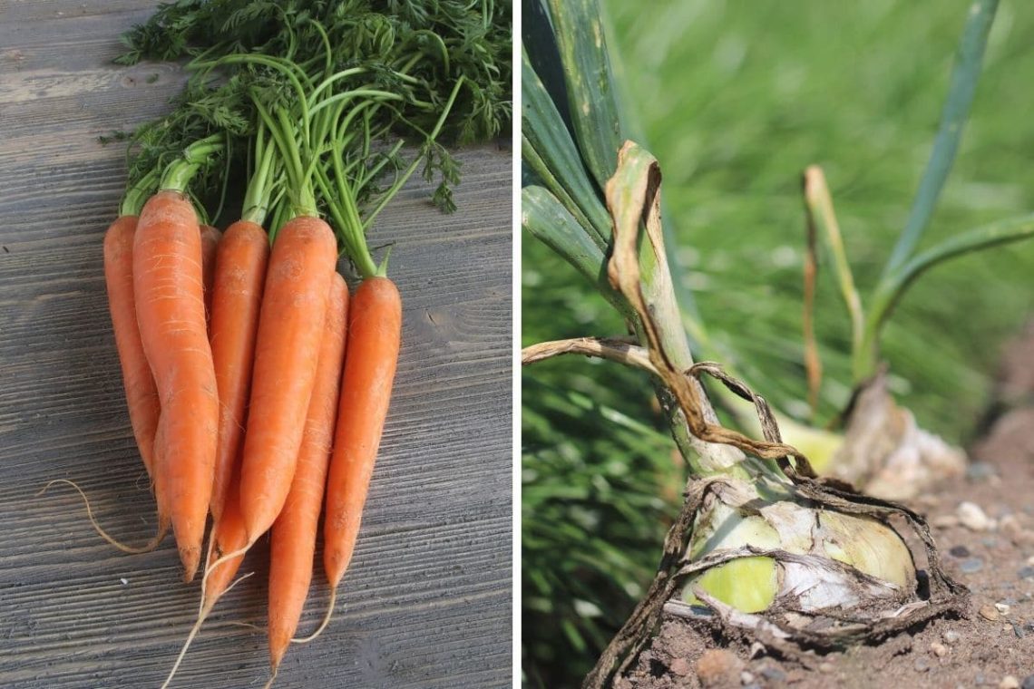 Mittelzehrer - Möhren (Daucus carota) und Zwiebel (Allium cepa)