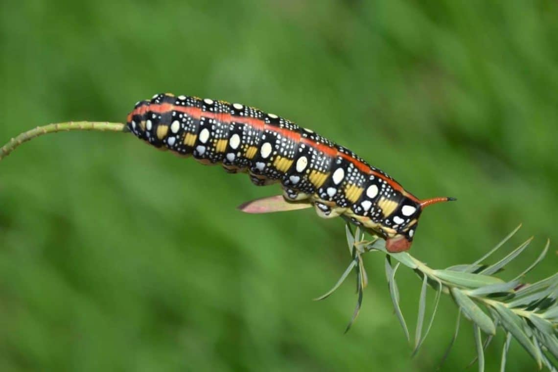 Mittlerer Weinschwärmer (Deilephila elp