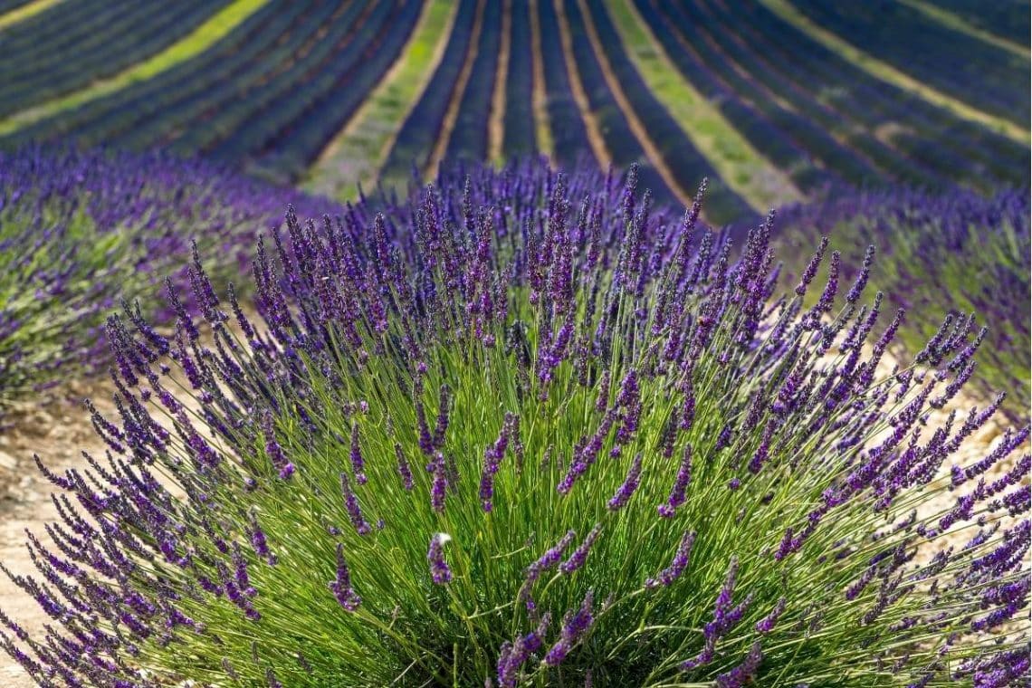 Provence-Lavendel