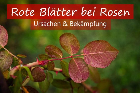 Rote Blätter bei Rosen Ursachen & Bekämpfung Titel