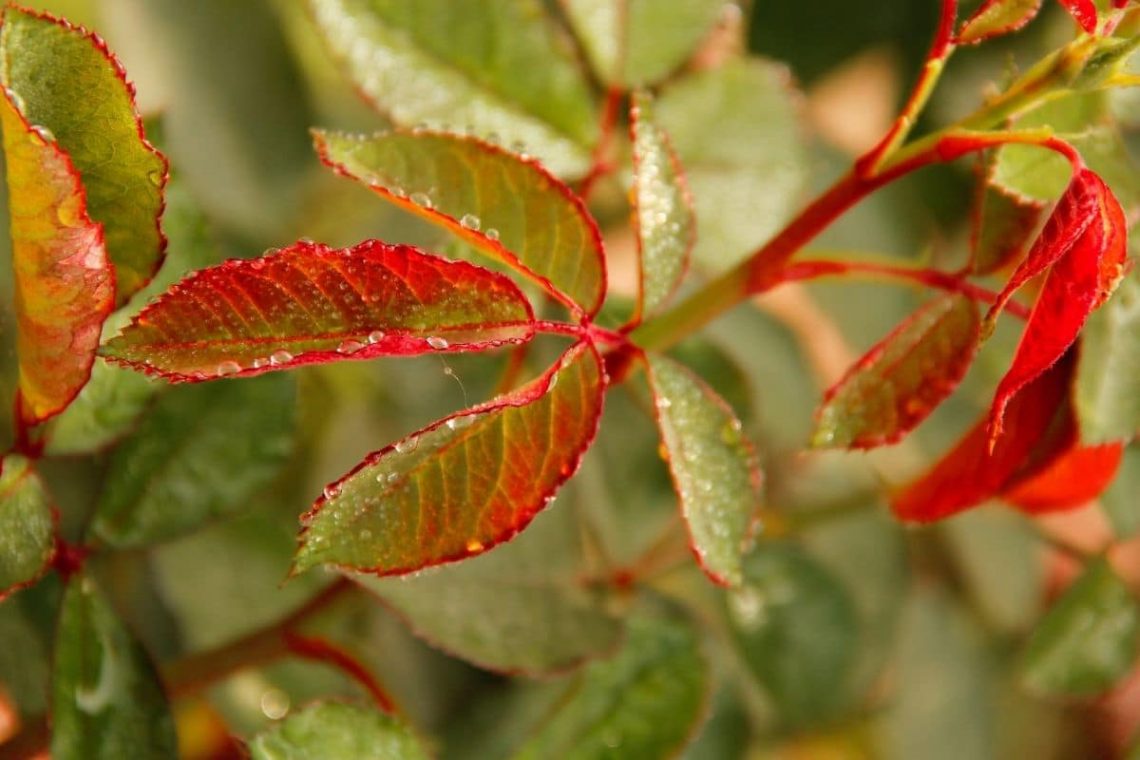 rote Blätter an Rose