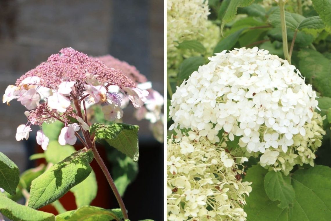 Samthortensie (Hydrangea sargentiana) und Schneeballhortensie (Hydrangea arborescens)