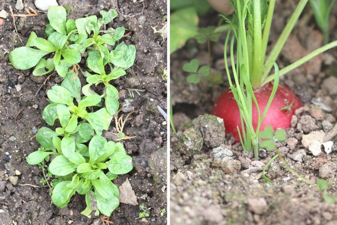 Schwachzehrer - Feldsalat (Valerianella locusta) und Radieschen (Raphanus sativus)