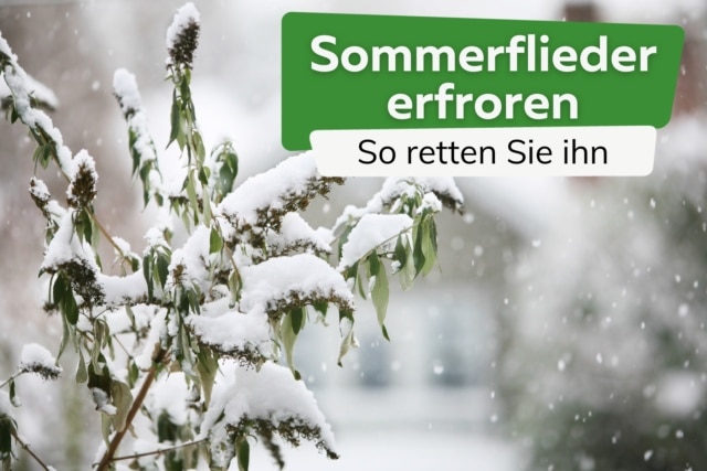 Flieder Blätter Rollen Sich Ein Und Werden Braun Blätter vom Flieder rollen sich ein | Was jetzt hilft: 4 Tipps