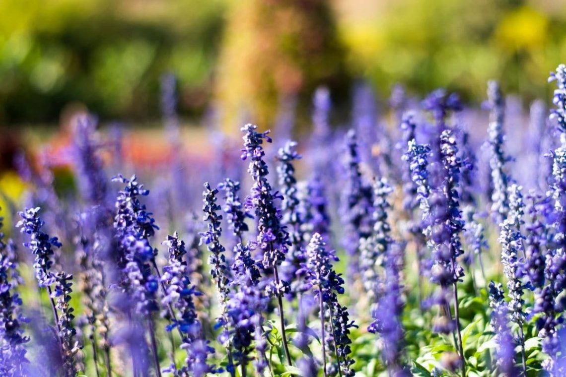 Speiklavendel (Lavandula latifolia)