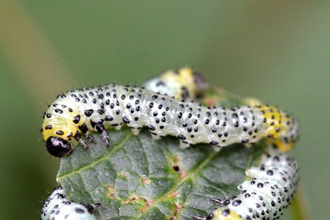 Stachelbeerblattwespe (Nematus ribesii) Befall