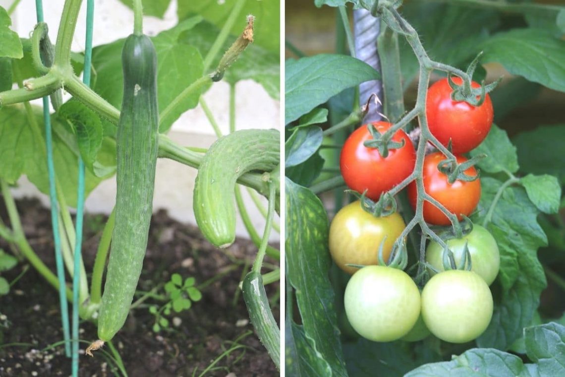 Starkzehrer - Gurke und Tomate