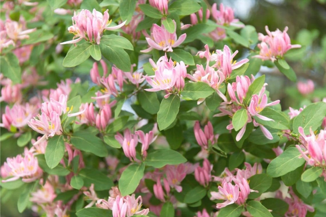 Tatarische Heckenkirsche (Lonicera tatarica)