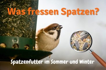 Spatzenfutter im Sommer und Winter