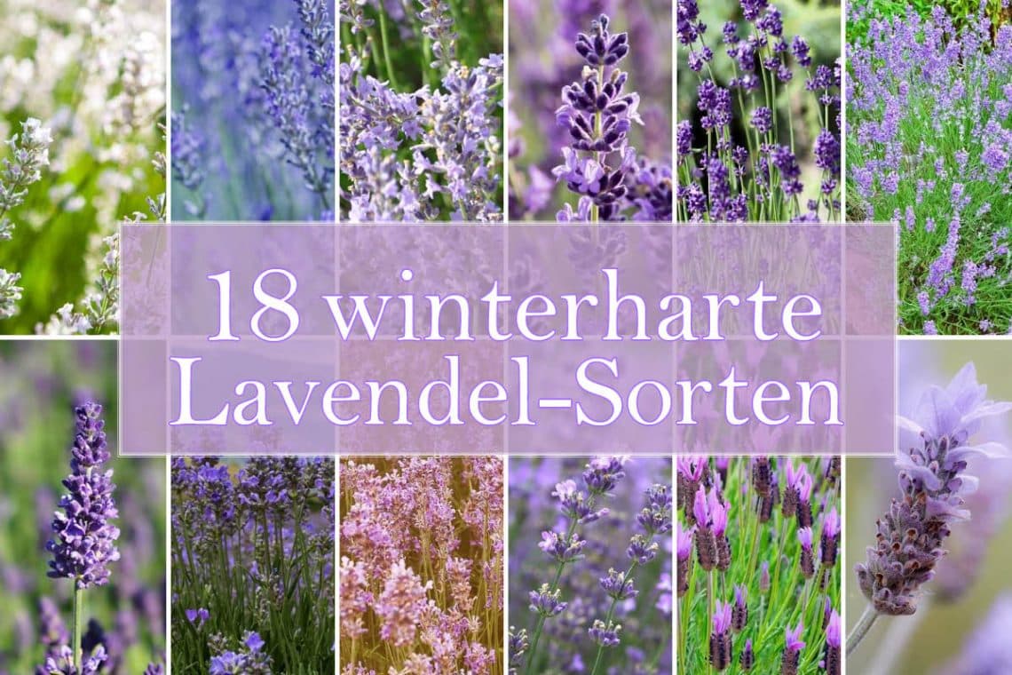 Winterharte Lavendel-Sorten