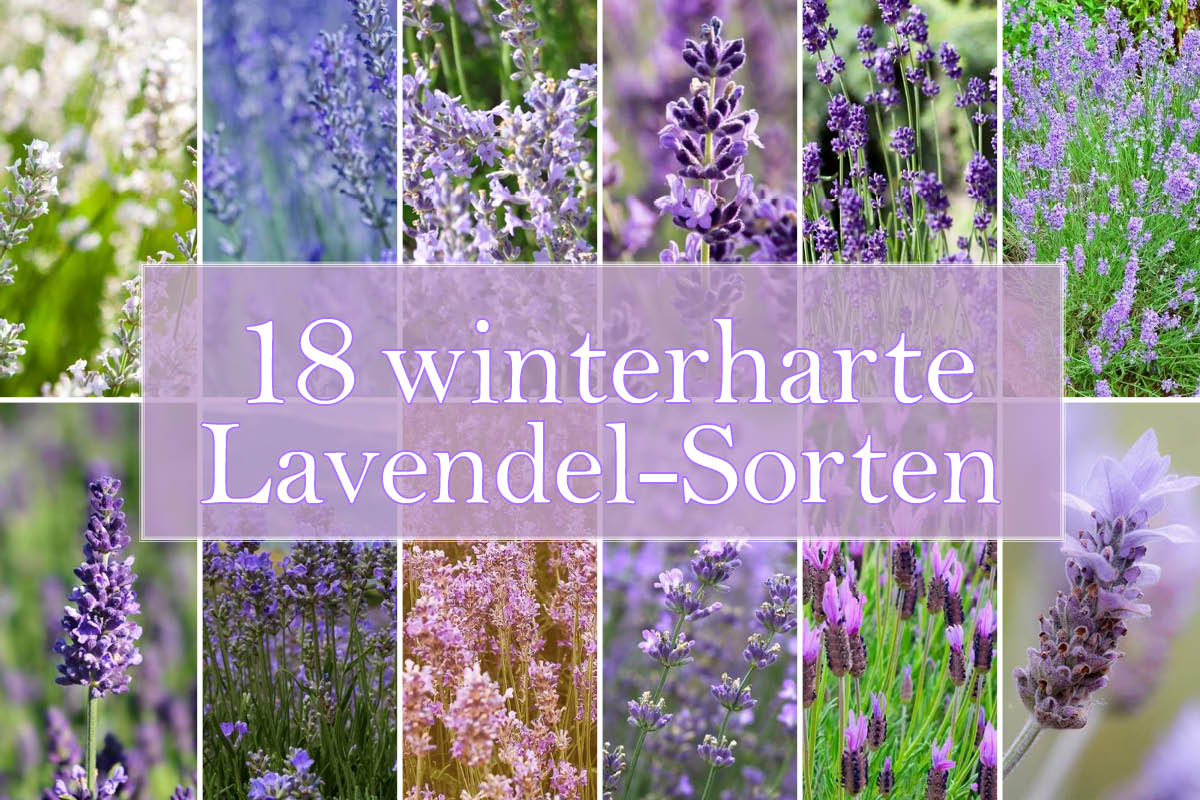 Winterharte Lavendel-Sorten