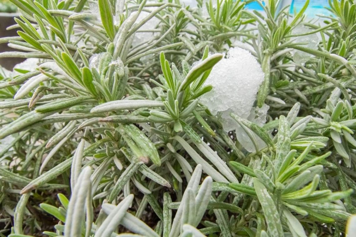 Wolliger Lavendel (Lavandula lanata)