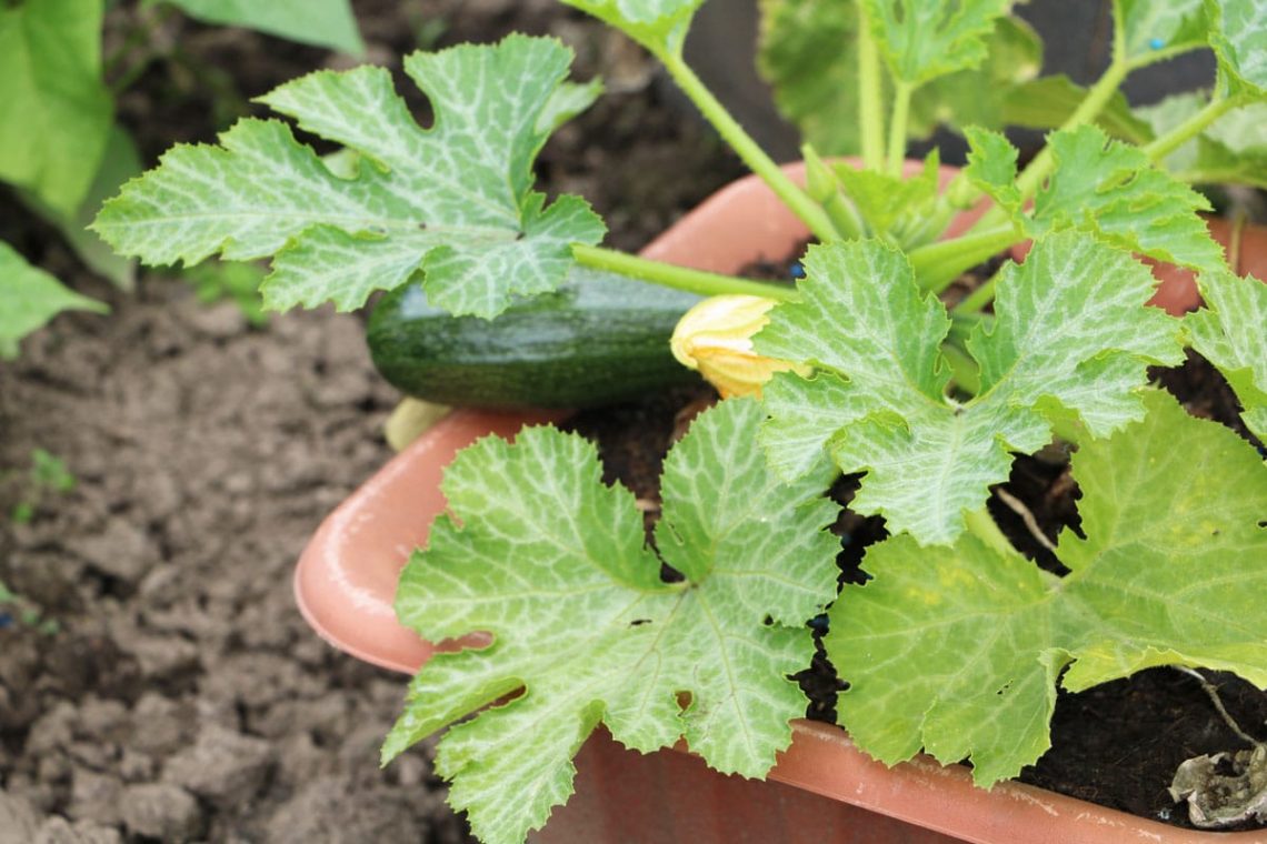 Zucchini im Kübel