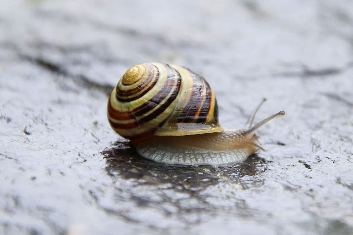 Garten-Bänderschnecke (Cepaea hortensis)