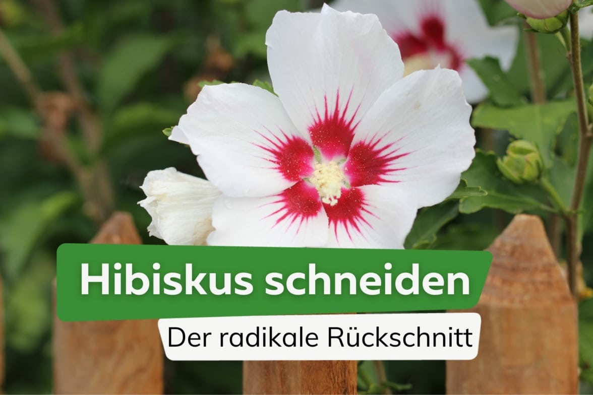 Läuse am Hibiskus was tun? Blattläuse bekämpfen