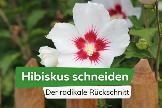 Hibiskus: so gelingt der radikale Rückschnitt