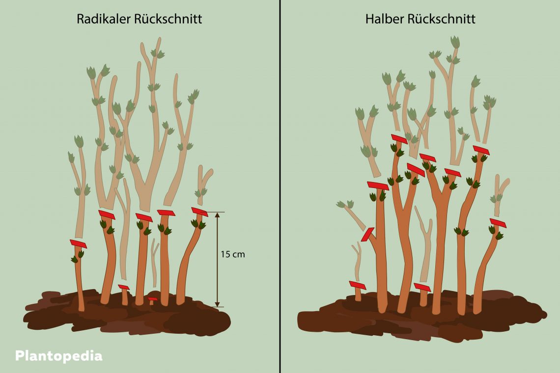 Anleitung radikaler Rückschnitt (links) halber Rückschnitt (rechts) Rispenhortensie 'Limelight'