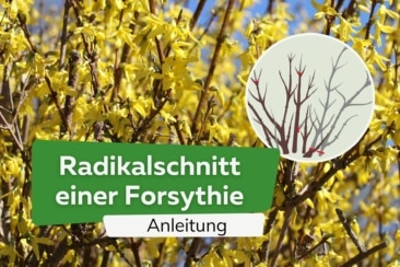 How to: Radikalschnitt einer Forsythie