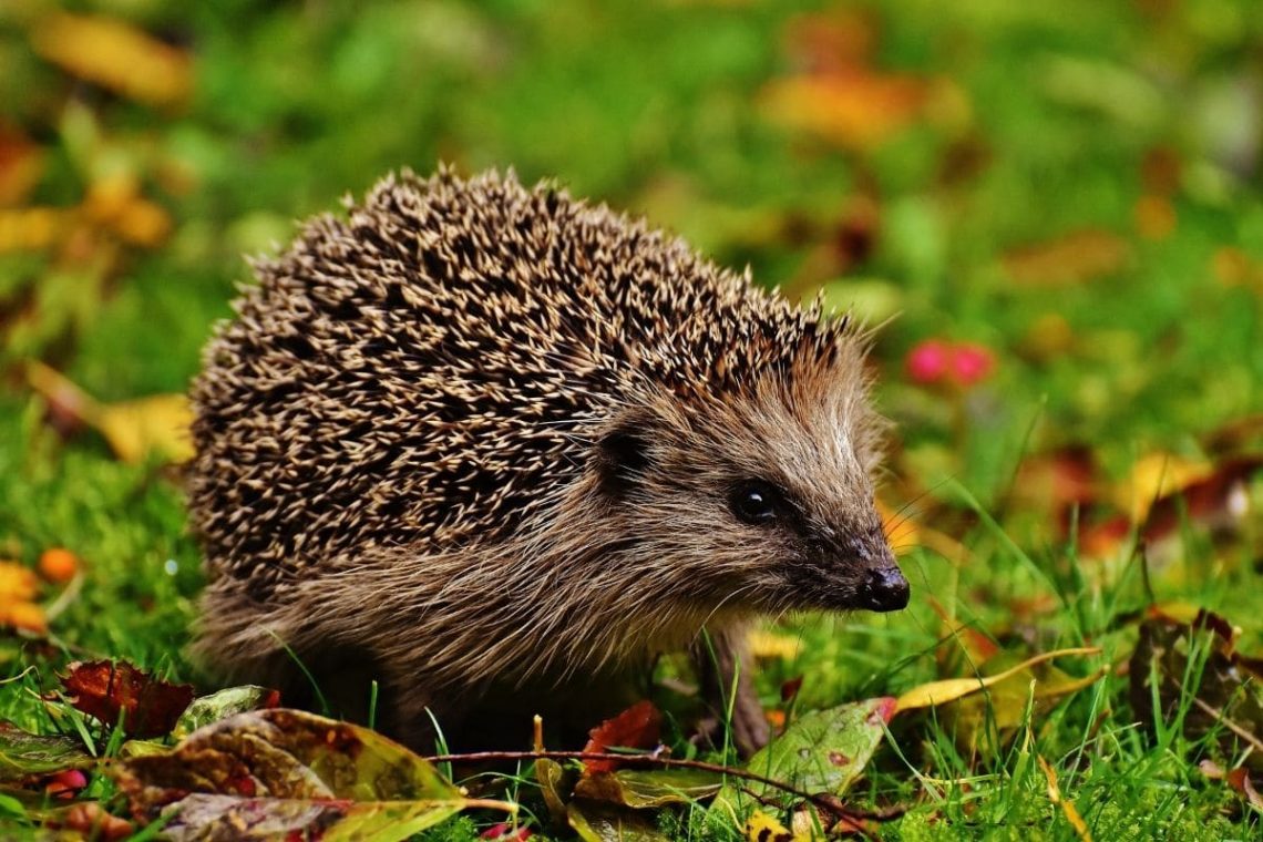 Igel (Erinaceidae)