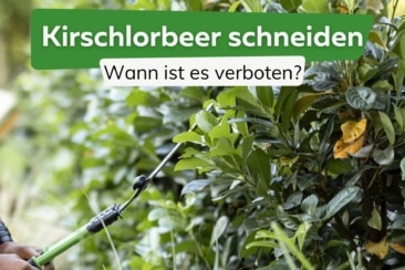 Kirschlorbeer schneiden: wann ist es verboten?