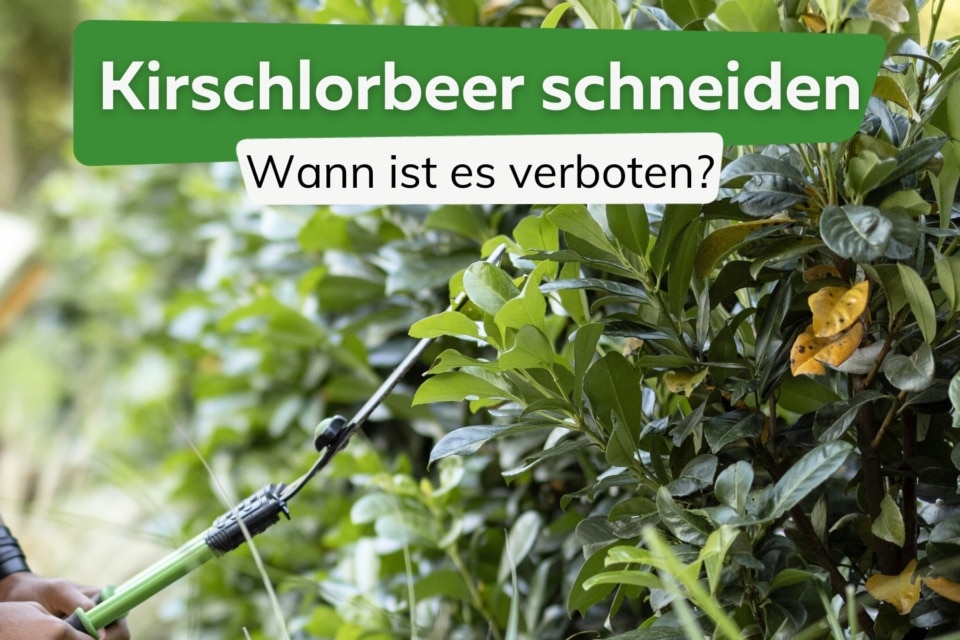 Kirschlorbeer schneiden, damit er dicht wird