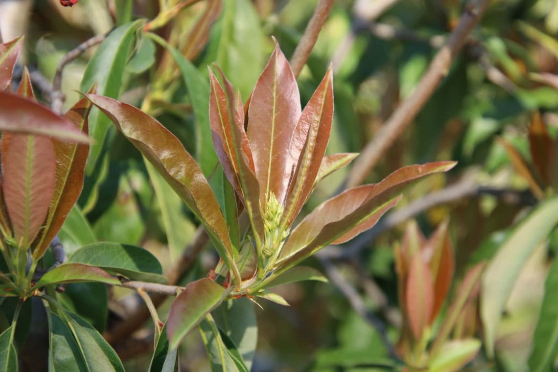 Lorbeer-Glanzmispel (Photinia davidiana)