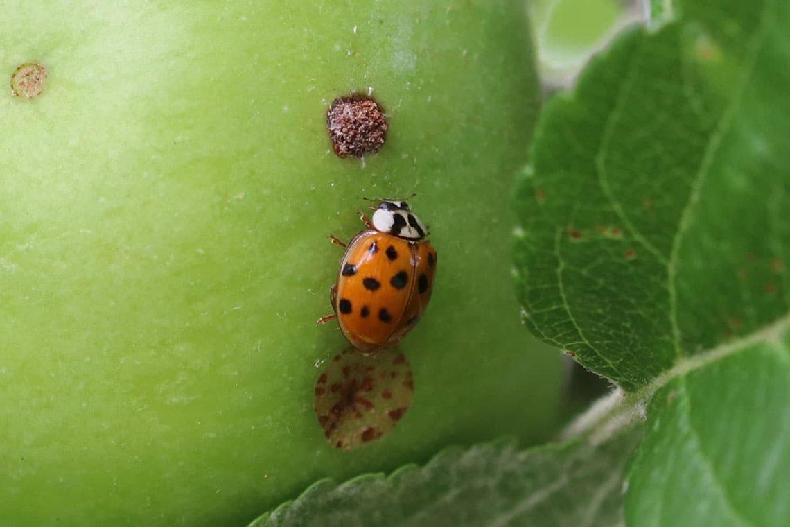 Marienkäfer (Coccinellidae)