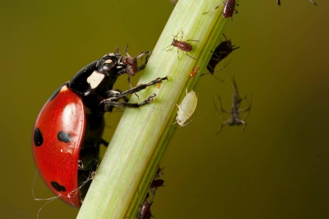 Marienkäfer (Coccinellidae) frisst Blattläuse (Aphidoidea)