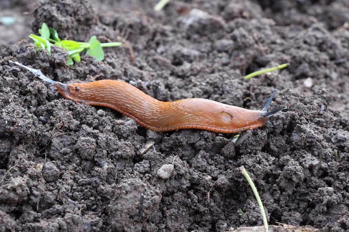 Rote Wegschnecke (Arion rufus)