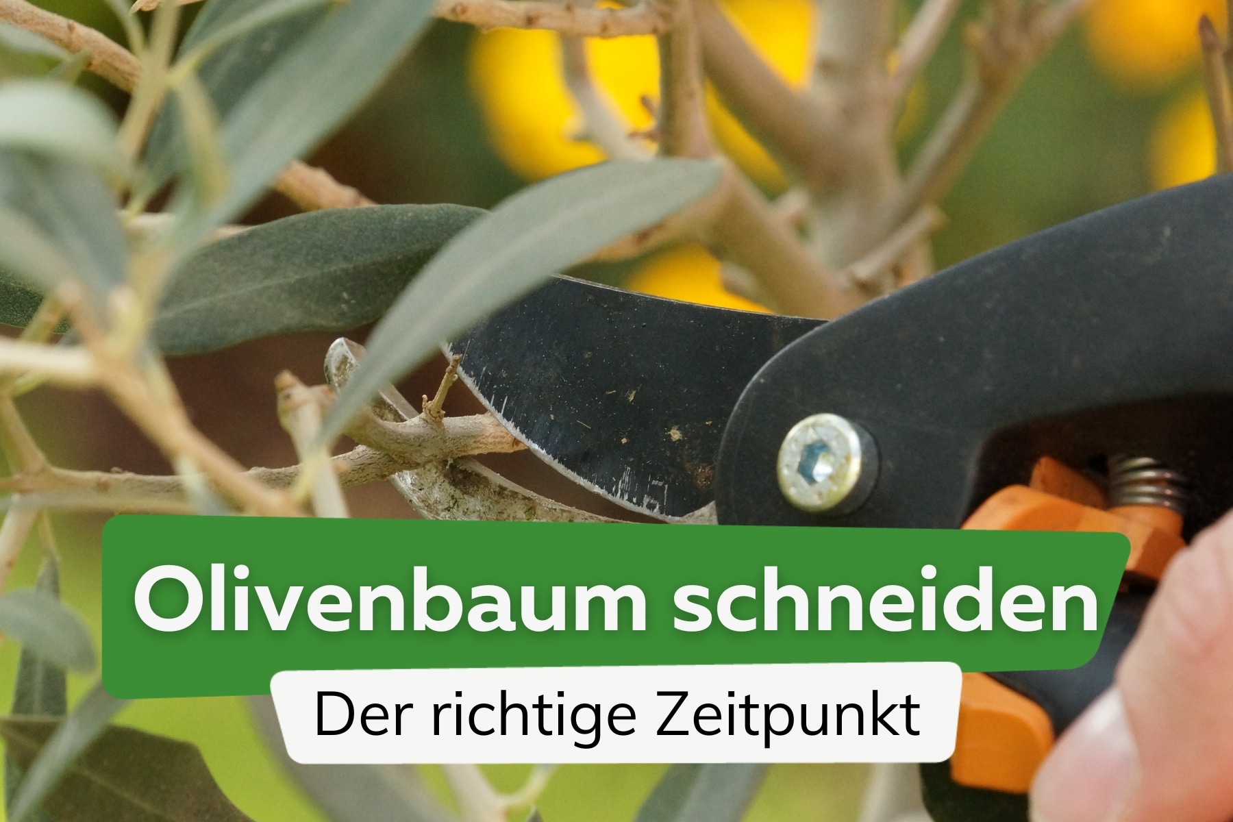 Olivenbaum im Frühling oder Herbst schneiden