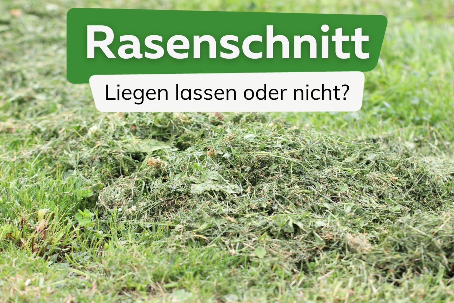 Frisch gesäten Rasen mähen ab wann ist Rasenmähen sinnvoll?