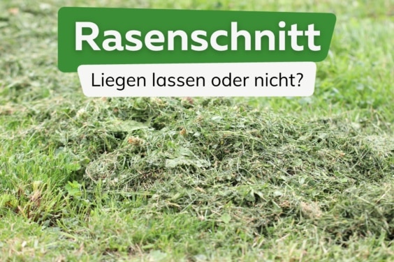 Sollte man Rasenschnitt liegen lassen?