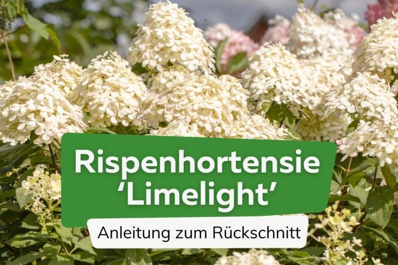 Rispenhortensie 'Limelight' schneiden