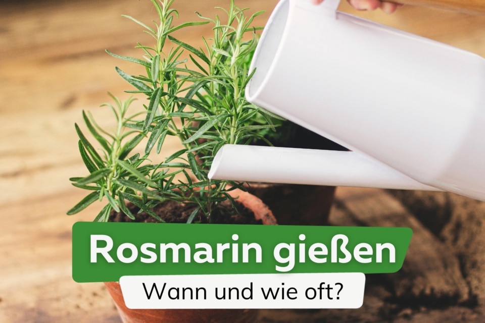 Rosmarin gießen wie oft braucht er Wasser?