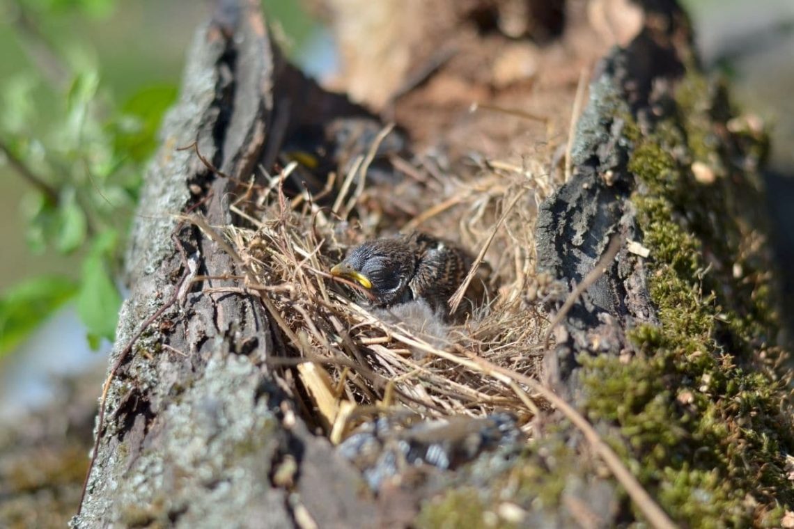 Jungspatz im Nest