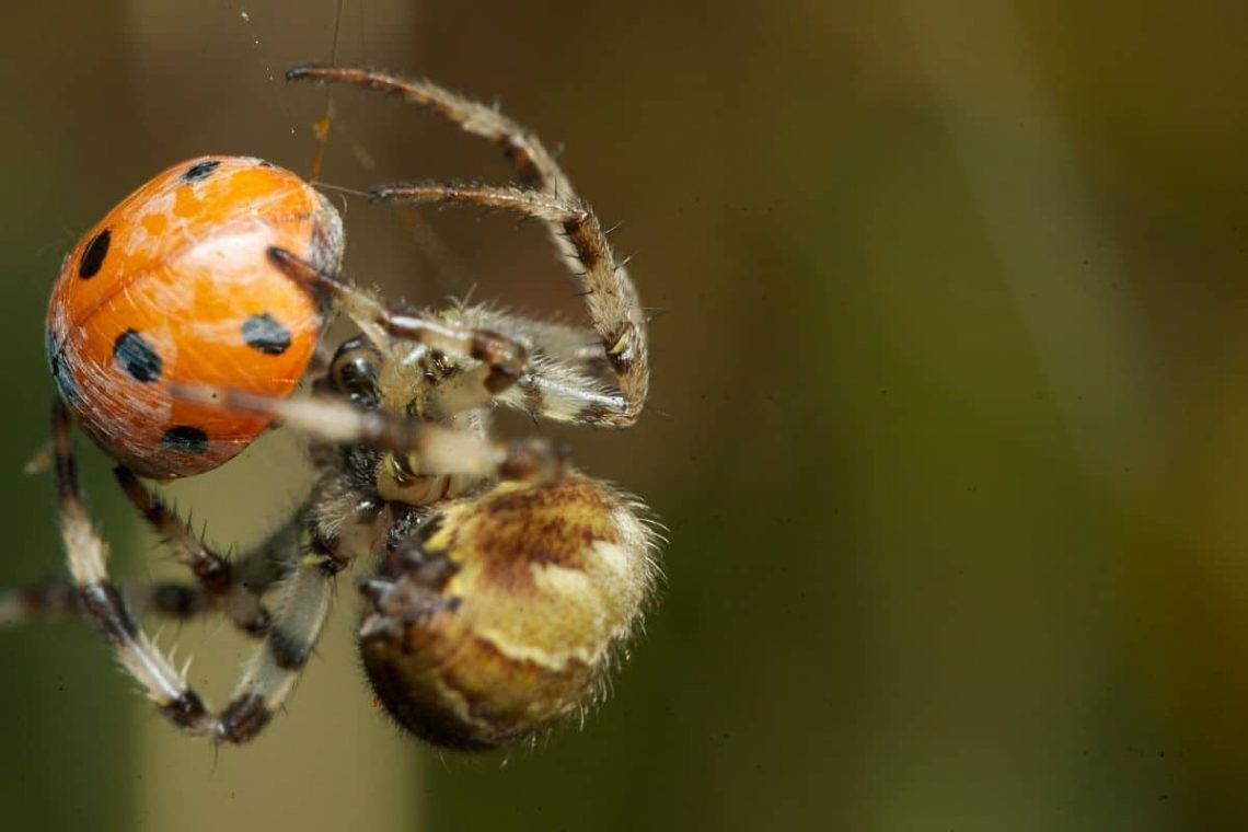 Marienkäfer (Coccinellidae) wird gefressen von Kreuzspinnen (Araneus)