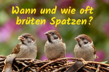 Brutzeit von Spatzen Titel