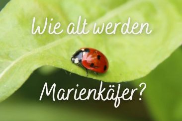 Wie alt werden Marienkäfer? Titel