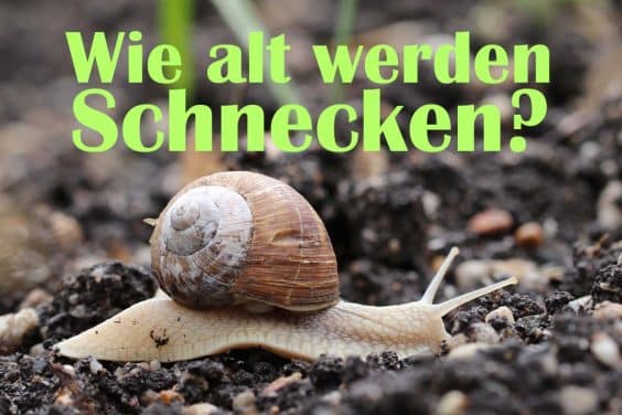 Schnecke