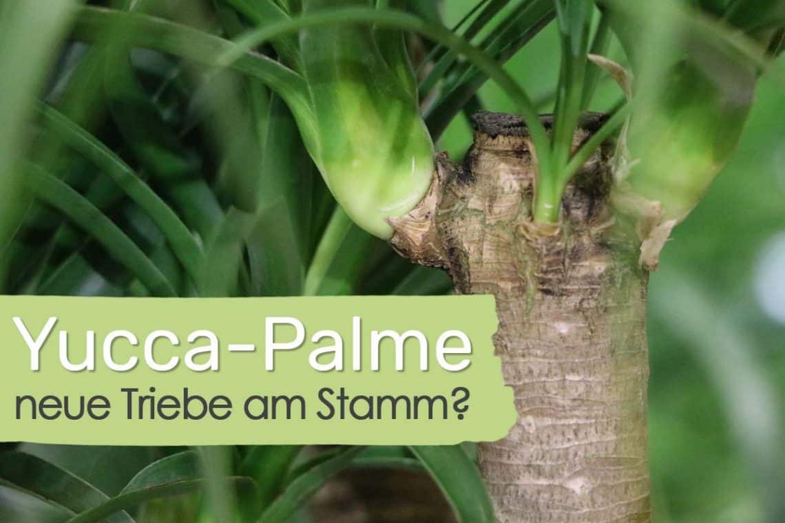 Yucca-Palme neuer Trieb am Stamm Titel