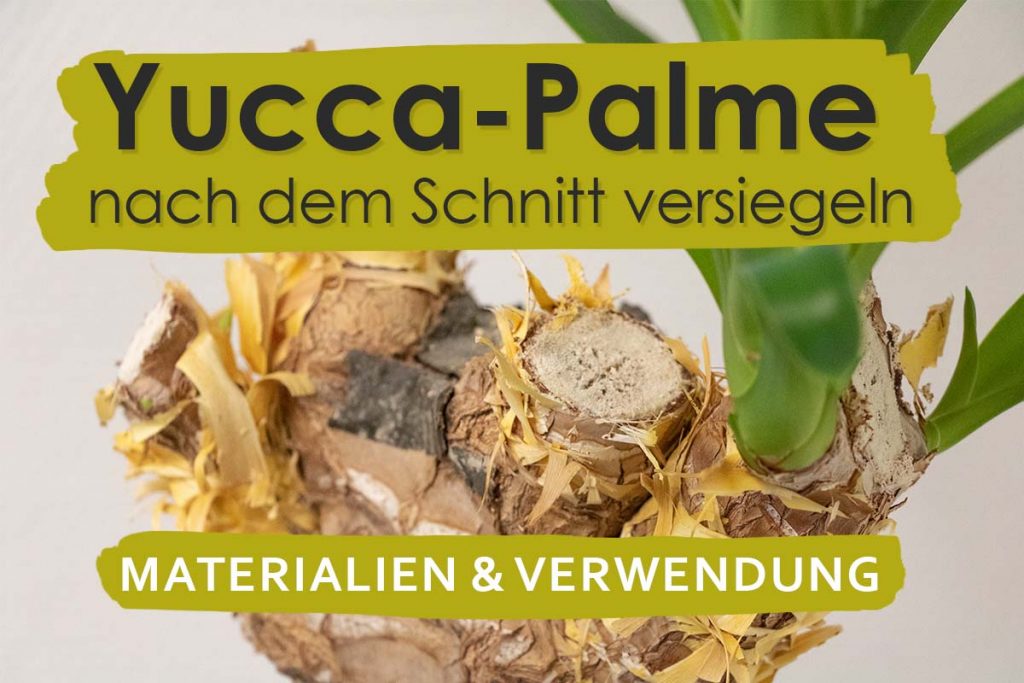 Yucca Palme Gelbe Blätter Was Tun