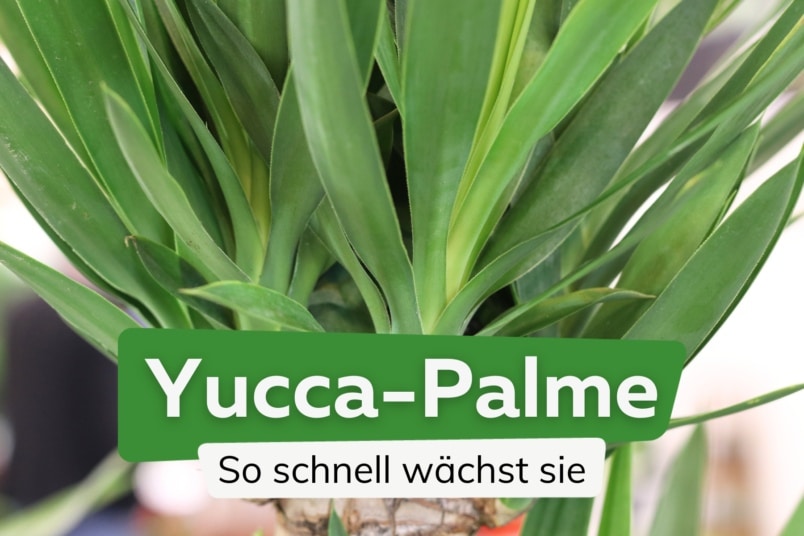 Yucca-Palme Wachstum: wie schnell wächst sie?