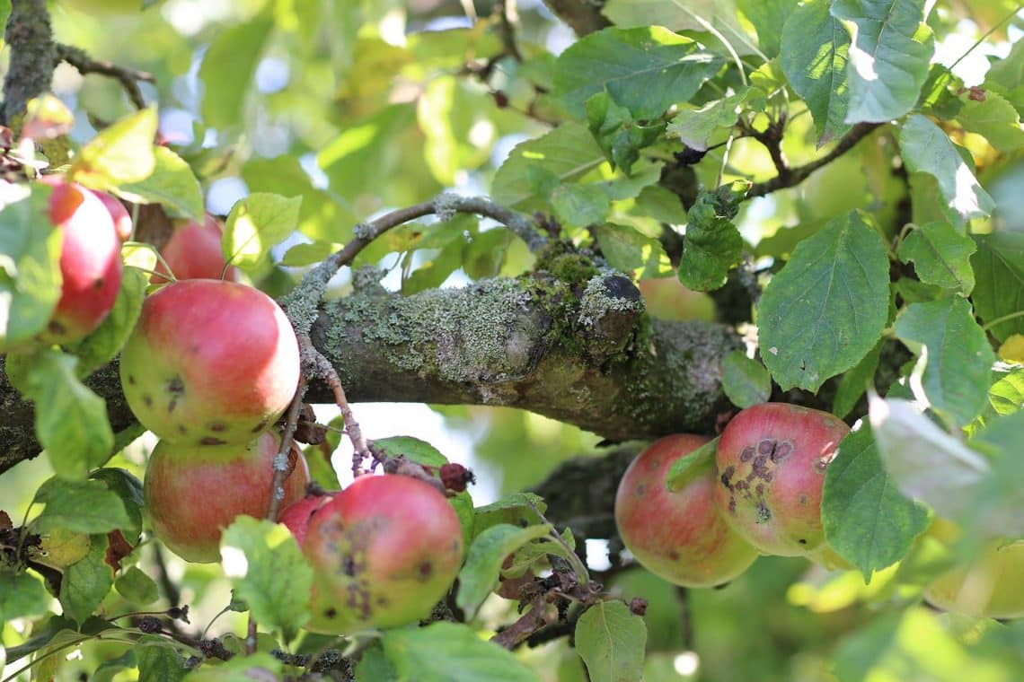 Apfelbaum Befall von Apfelschorf