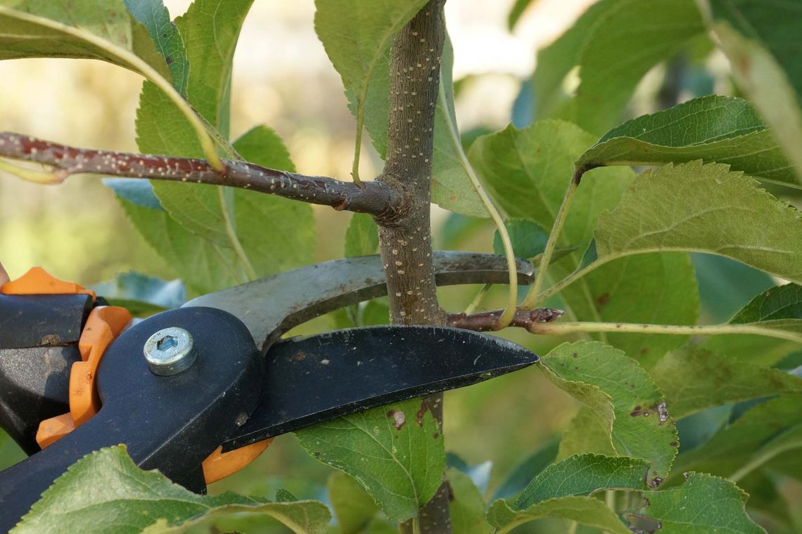 jungen Obstbaum schneiden