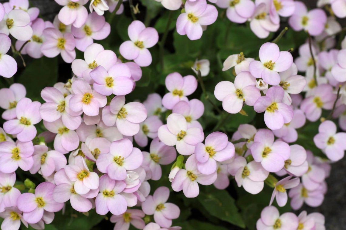 Alpen-Gänsekresse (Arabis alpina)