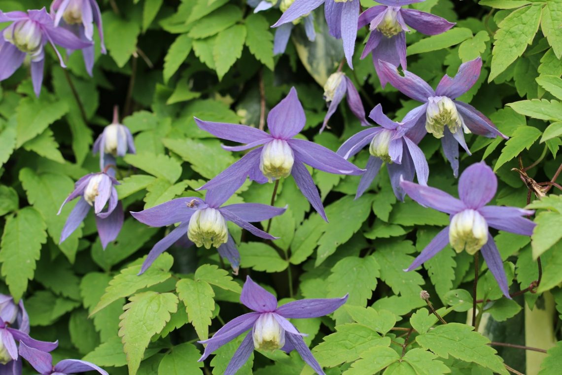 Alpenwaldrebe (Clematis alpina 'Blue Princess')