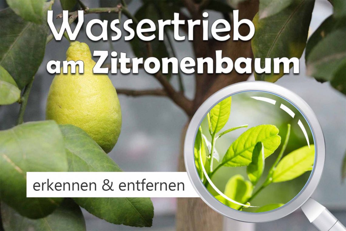 Wassertrieb am Zitronenbaum erkennen Titel