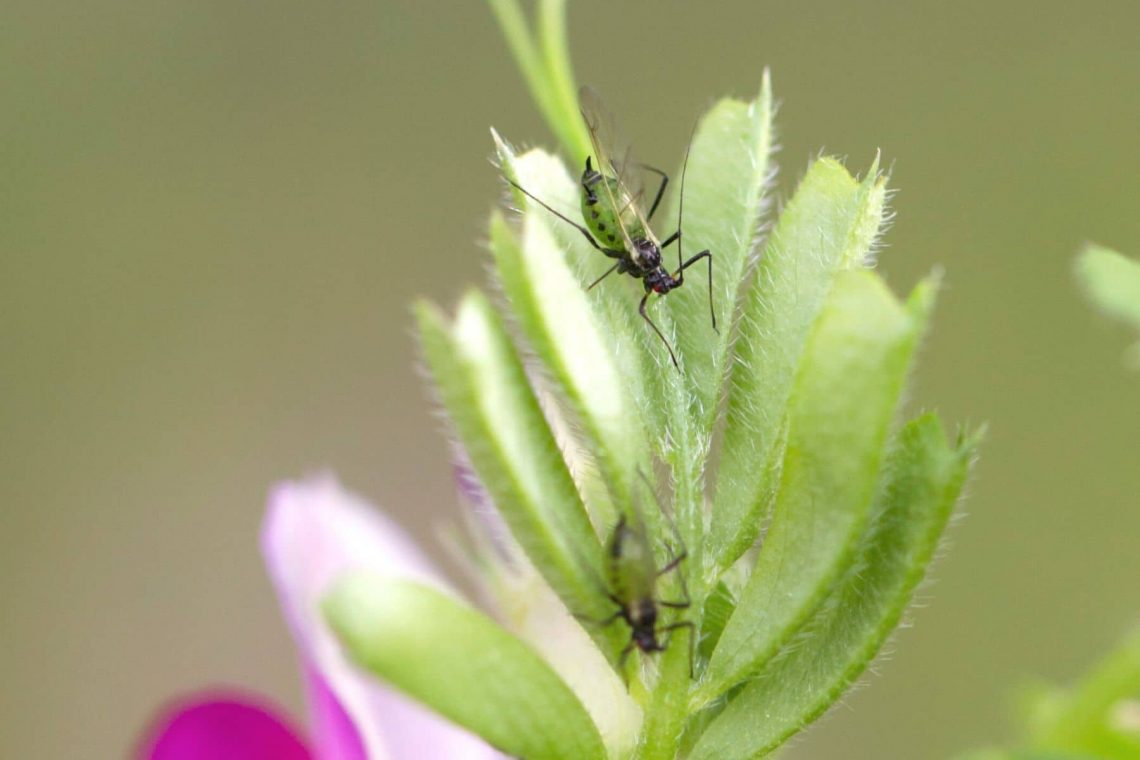 Blattläuse mit Flügeln