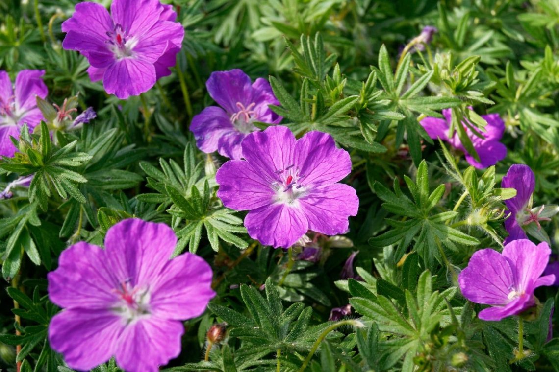 Blut-Storchschnabel (Geranium sanguineum)